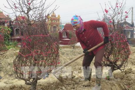 Tết vui với người trồng đào