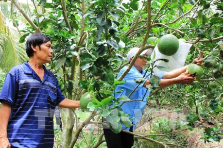 Cận Tết, bưởi da xanh  hút hàng, giá tăng cao