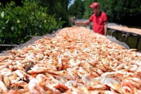 Nghề làm tôm khô Cà Mau là Di sản Văn hóa phi vật thể quốc gia