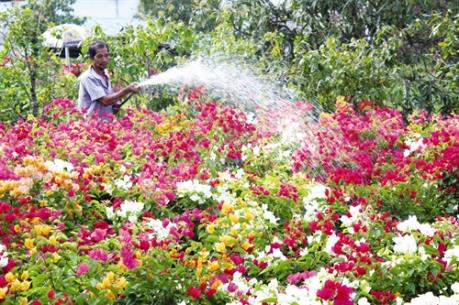 Hoa tết ở Trà Vinh được mùa, được giá, nhà vườn phấn khởi