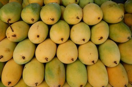 Xoài cát tại Bình Phước cháy hàng trước Tết