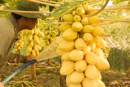 Hoa cảnh độc và lạ "hút" hàng