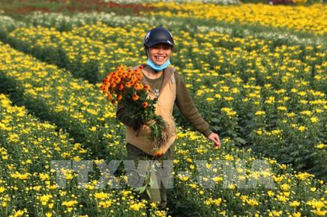 Làng hoa hối hả ngày cận Tết