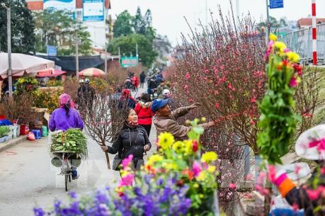 Đào &rsquo;bung cánh&rsquo;, quất chín vàng đua nhau về phố