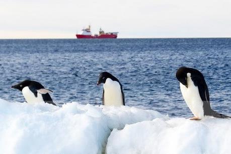 Bài tham khảo viết thư quốc tế UPU 2018: Lời kêu cứu của loài chim cánh cụt