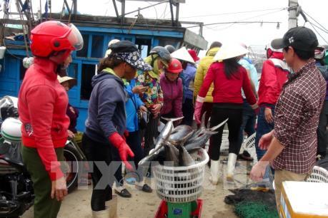 Cận Tết, ngư dân Quảng Trị trúng đậm cá thu, cá bè