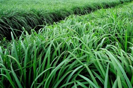 Giá sả nguyên liệu tăng khá trong dịp Tết Nguyên đán