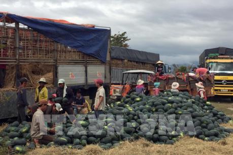 Nông dân vừa được mùa vừa được giá dưa hấu Tết