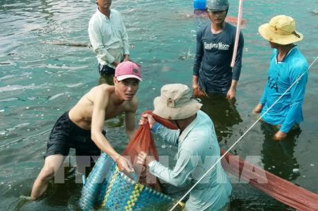 Giá nhiều mặt hàng thủy sản tăng cao dịp Tết