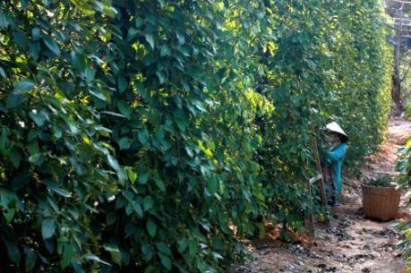 Phú Quốc đặt mục tiêu đạt sản lượng hồ tiêu từ 1.200 tấn trở lên