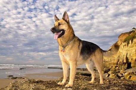 10 loài “khuyển” đắt giá nhất thế giới 