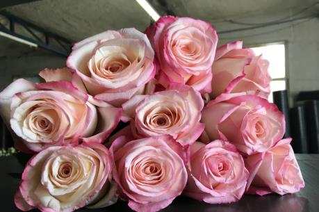 Australia nhập khẩu số hoa hồng cao kỷ lục nhân dịp Valentine