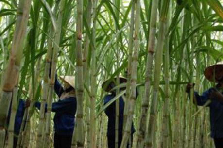 Kết quả đấu giá bán cổ phần của Tổng Công ty Mía đường II