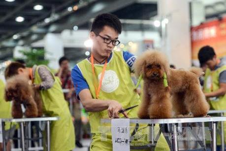 Người dân Trung Quốc mạnh tay chi tiêu cho thú cưng