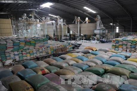 Chính phủ Hàn Quốc hỗ trợ 10.000 tấn gạo cho các tỉnh miền Trung - Tây Nguyên  