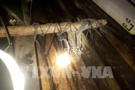 Hải Dương liên tiếp bắt giữ các vụ vận chuyển gỗ lậu ngay đầu năm mới