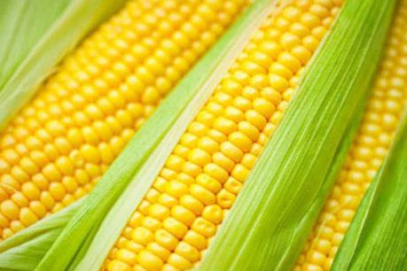 Điểm lại thị trường nông sản tuần qua: Giá các loại ngũ cốc đều giảm