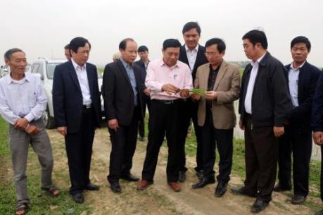 Lãnh đạo tỉnh Nghệ An xuống đồng kiểm tra sản xuất vụ Xuân