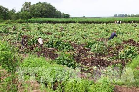 Hệ lụy khi trồng sắn không theo quy hoạch tại Phú Yên