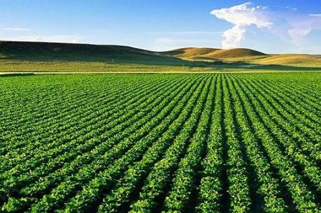 SSI nắm giữ 13,72% vốn điều lệ của PAN