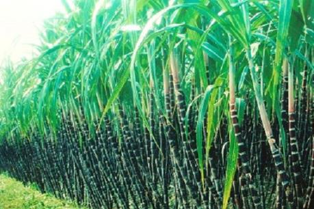 Mía đường Sơn La chi trả cổ tức 2016-2017 với tổng tỷ lệ 25%