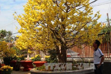 Dịch vụ chăm sóc mai sau Tết “hút” khách