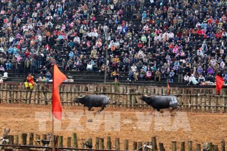Miễn phí vé tham quan Hội chọi trâu Phù Ninh năm 2018