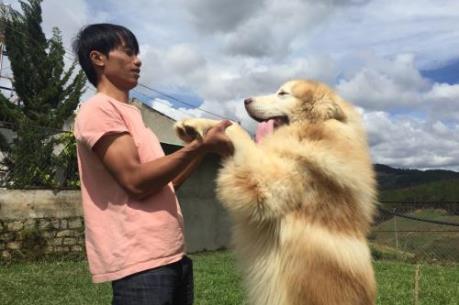 Khởi nghiệp thành công từ mô hình "Trại điều dưỡng chó cảnh"