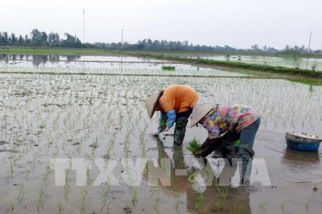 Mùa Xuân trên những cánh đồng