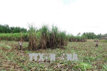 Sản xuất mía đường thời hội nhập – Bài 1: Công nghệ lạc hậu, giống chất lượng thấp