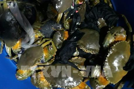 Giá cua biển tăng kỷ lục trong 5 năm qua