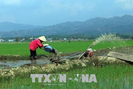 Điện Biên khắc phục tình trạng lúa Đông Xuân bị hư hại sau đợt rét đậm, rét hại