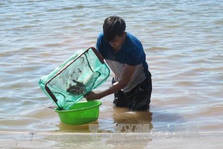 Cà Mau đề nghị Hợp tác xã nghêu Đất Mũi ngưng ngay việc thả nghêu giống