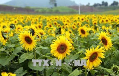 Ngắm cánh đồng hoa hướng dương nở rộ khoe sắc thắm ở Nghệ An