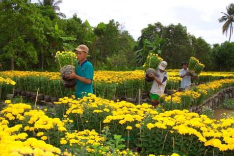 Hoa cúc Đà Lạt rớt giá mạnh