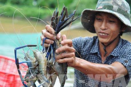 Đồng Nai đầu tư hơn 226 tỷ đồng cho vùng nuôi tôm công nghệ cao