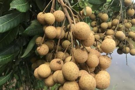 Từ 1/4, hoa quả Việt Nam xuất sang Quảng Tây, Trung Quốc sẽ bị truy xuất nguồn gốc