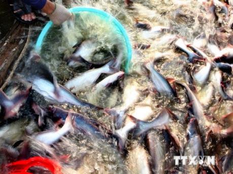 Trung Quốc tạm cấm đánh bắt cá ở các sông