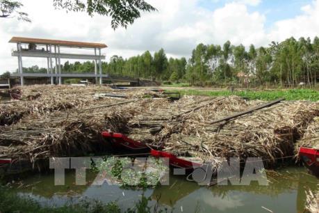 Hàng trăm ghe mía nguyên liệu nằm phơi nắng chờ thu mua