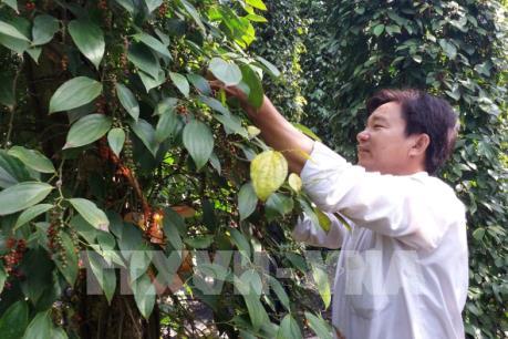 Giá tiêu rớt thấp kỷ lục, nông dân lao đao