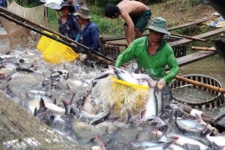 Giá cá tra nguyên liệu tăng kỷ lục
