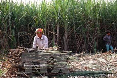 Trước thềm niên vụ mới, Mía đường Sơn La giảm mục tiêu lợi nhuận