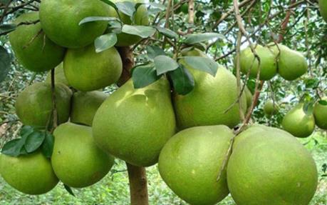 Bưởi da xanh Bến Tre được cấp giấy chứng nhận đăng ký chỉ dẫn địa lý