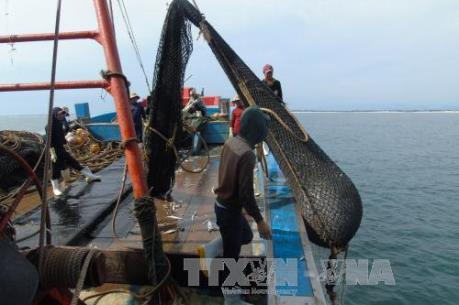 Bình Thuận không cho phép đóng mới tàu cá làm nghề giã cào từ ngày 20/3