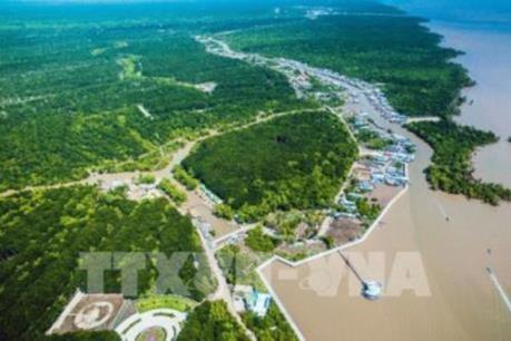 Nhiều diện tích cây rừng bị rụng lá và chết tại Vườn quốc gia Mũi Cà Mau