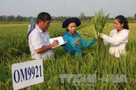 Vinaseed dự kiến chào mua 3,4 triệu cổ phần của SSC
