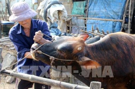 Ninh Bình đẩy mạnh tiêm phòng vắc xin cho đàn vật nuôi