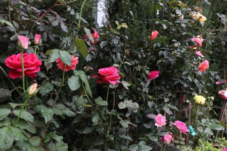 Lễ hội hoa hồng Bulgaria: Nhiều cây hoa có giá đến vài trăm triệu