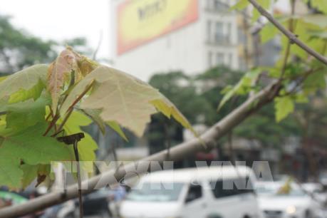 Cây phong lá đỏ đã bén rễ ở Hà Nội