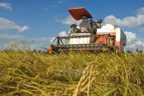 Lúa gạo vụ Đông Xuân 2017-2018 được giá: Vừa mừng vừa lo